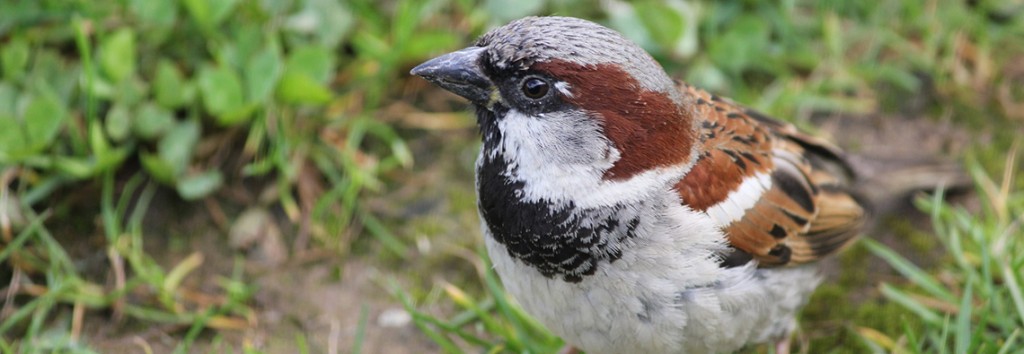 Campus Bird Strike Study Resumes for Spring Migration