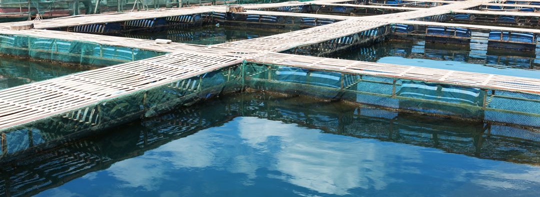 Fish Production and Food Security in a Growing World