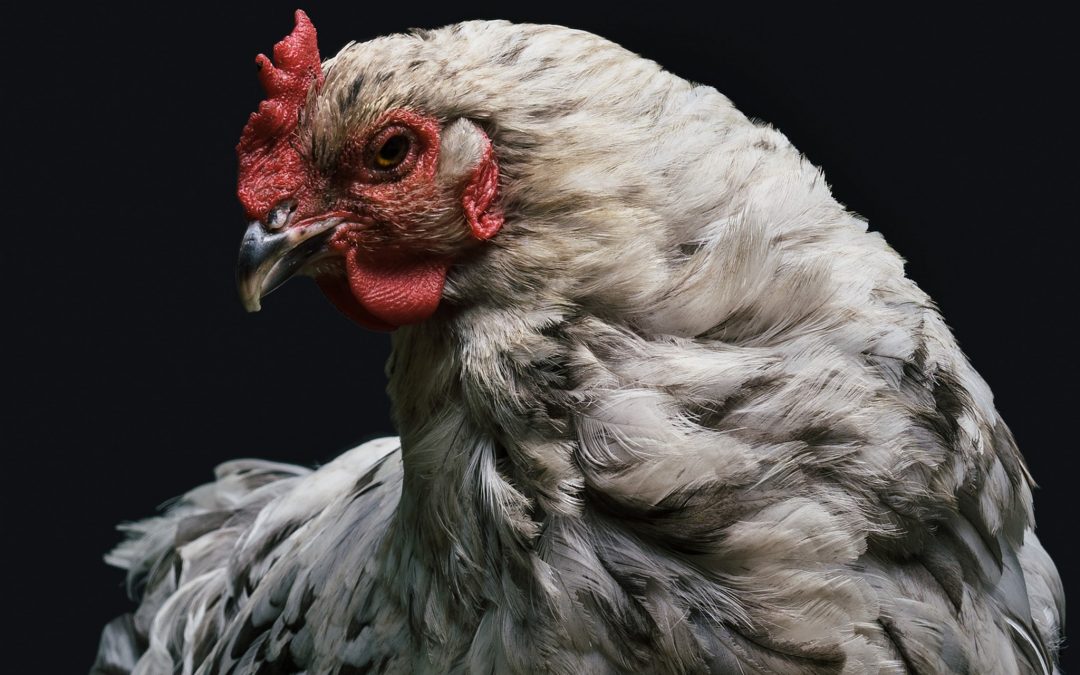 Chicken: The Universal Bird of the Modern World
