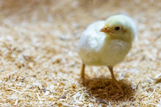 Farm raised, Free Range, or Frozen? Navigating the Modern Chicken Market