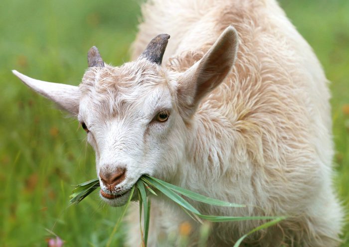 Goats on Campus: OFS Hires the Herd to fight Invasive Plants