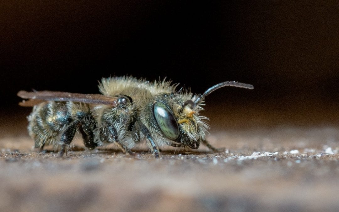 The Gentle Bee