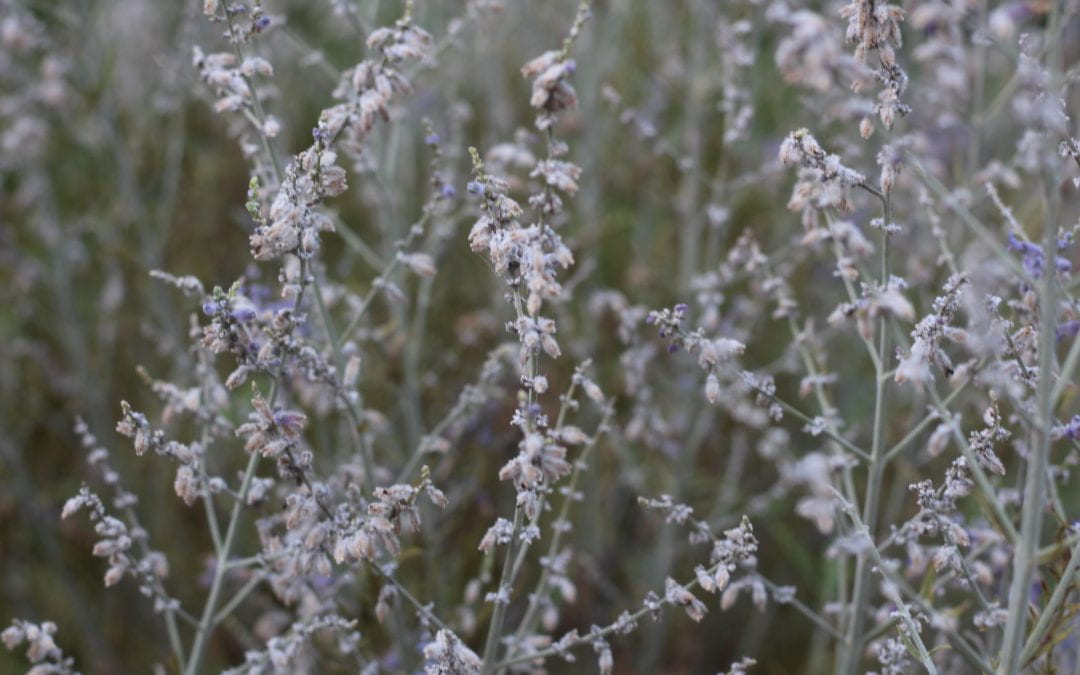 A photograph of a closeup of a field of lavender plants.