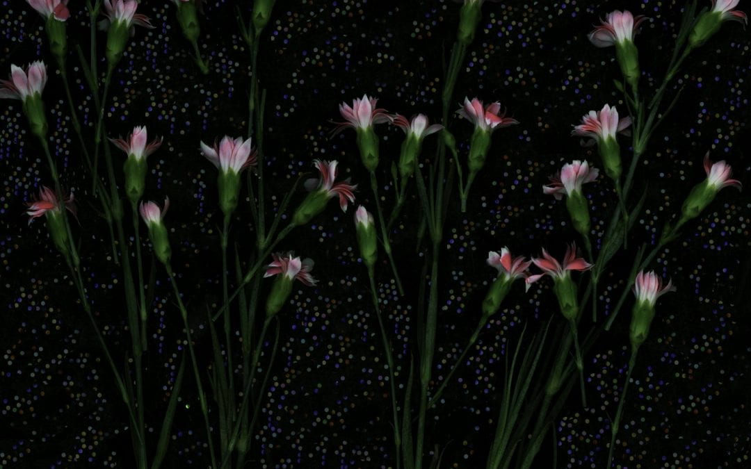 small pink flowers with long green stems scattered on black backdrop. small pinpricks of light blue on the blsck background. art by Katy Wright