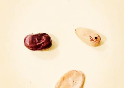Seeds and an eggshell from the museum's archaeological collection.