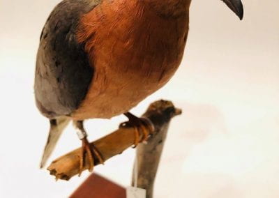 A preserved bird.