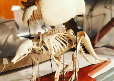 An armadillo skeleton on display.