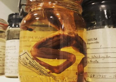 Frog preserved in liquid.