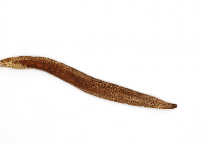 Reddish Spotted Moray Eel