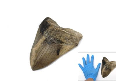 Fossilized Megalodon Tooth next to a hand